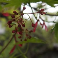 4月のきすみの