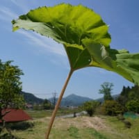 急に復活して畠仕事にまい進するシンガーとは私のこと。