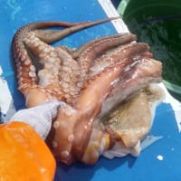 アオリイカ命 泰平丸 ウロコナイ釣行