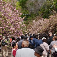 大阪造幣局、桜の通り抜け