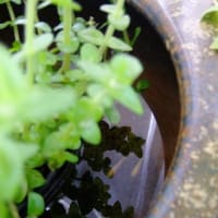 ビオトープにめだか入れる～＆鉢植え果樹の様子♪（＾ー＾*
