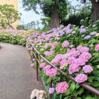 お引越し