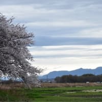 香は禅心よりして火を用ゐることなし花は合掌に開けて春に因らず  　菅原道真