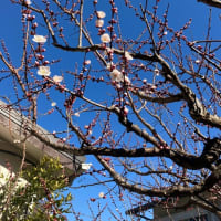 春の訪れ〜梅の開花