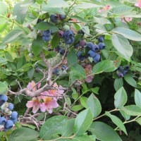 ７月の庭（３）別の百合も開花