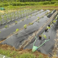 ナスを２ケース４８本を一気に植える！