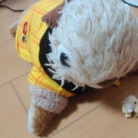 VS白熊。