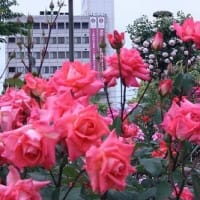 福山バラ祭り2024