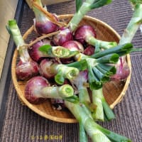 豆類の収穫