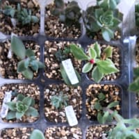 多肉植物を育てて4年目
