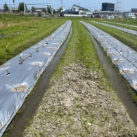 なすの除草など