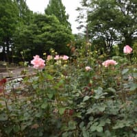 相模原北公園の薔薇