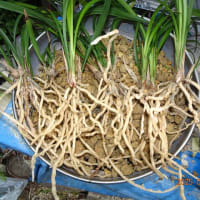 山採り苗（交配種）を植え替えました。