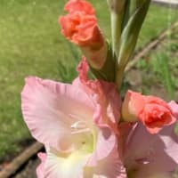 一方的なイチャモンでの腹いせになったのではないか？