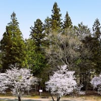 万平集落の桜並木と上空からの風景