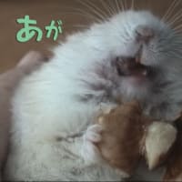 「猫の口に入ることは極めて低い」って？