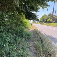 歩道の雑草