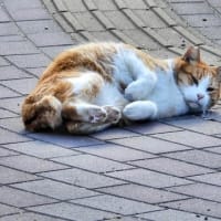 大泉緑地の猫（２０２５年２月１０日）