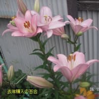 百合