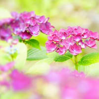  紫陽花色々