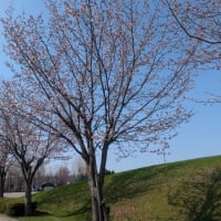 旭川　枝垂れ桜・八重桜・蝦夷山桜　2025年春