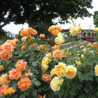 港の見える丘公園　バラ真っ盛り　バラとカスケードの庭