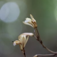 やはり治療の合間に少しだけ花散策！（ウスキムヨウランとクモキリと！）