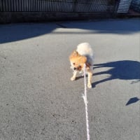 ポメラニアン来ました