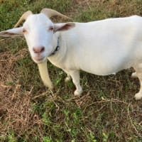 山羊　　牧場の草を食べ尽くした山羊たち