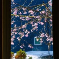 　我が家の枝垂れ桜早満開に、