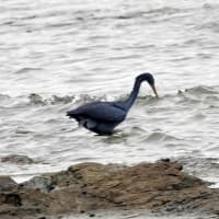 05/25探鳥記録写真-2：狩尾岬の鳥たち②（クロサギ三昧、）