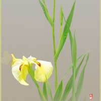 花菖蒲が咲き出した⑨