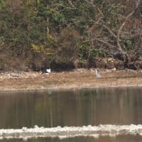 昆陽池公園で念願のコウノトリ撮影