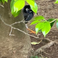 オサンポ walk - 鳥bird : ムクドリを grey starling