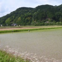 2025年05月31日　コウノトリ目撃情報