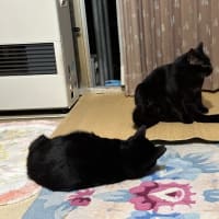 夜の黒猫たち