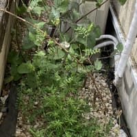除草剤