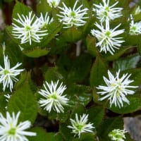 ヒトリシズカ開花･･･