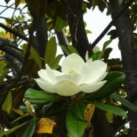 タイサンボクの花