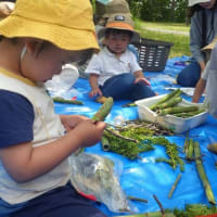 ちびっこ遊び隊！通信　2025年6月11日(水)宮丘公園で「草花あそび」