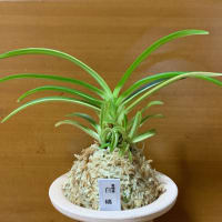 宮崎産 白縞