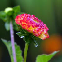 雨の日の近くの花畑