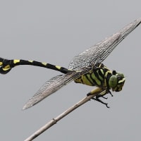 ウチワヤンマ