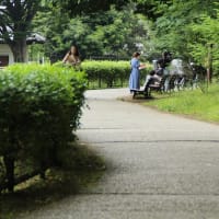 何時もの散歩   6月5日
