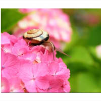 アジサイ　紫陽花探訪記