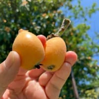 松戸の戸定歴史館に行ってきました