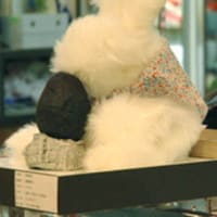 京都 錦市場でアボガドを食すウサギモドキ現る。白と黒の伝説ふたたび！