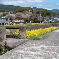 国道207号の海岸沿いの道路