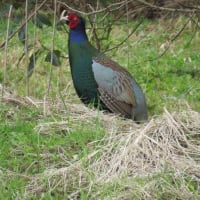キジ発見？　　晩ご飯は醤油ちゃんこ鍋