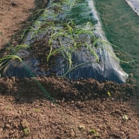 たまねぎの苗植付　♬時代（中島みゆき）